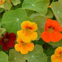Hezhichun Mixed Color Nasturtium Seeds, 10g