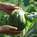 Zaochun Hongyu Watermelon Seeds, 20 Seeds