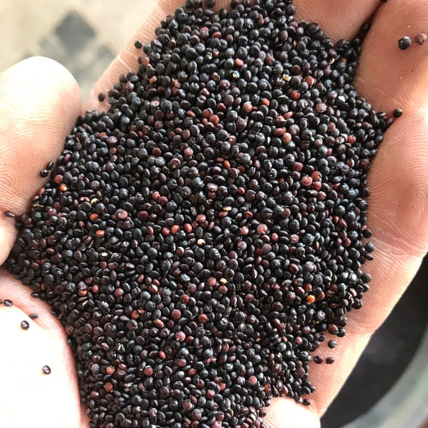 Black Quinoa Planting Seeds, 30 Grams ≈ 12000 Seeds