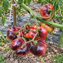 500 Lollipop Pink Tomato, 5 Seeds