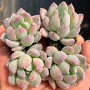 Echeveria cv. 'Illusion', 3pcs x 1-head