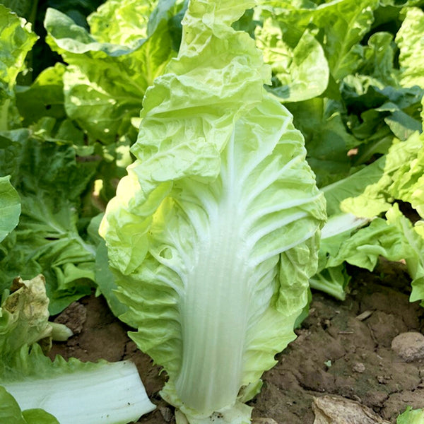 Jinsi White No. 1 Pak Choi Seeds, 10g