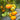 756 Rhode Heirloom Tomato, 5 Seeds