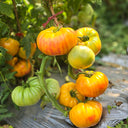 756 Rhode Heirloom Tomato, 5 Seeds