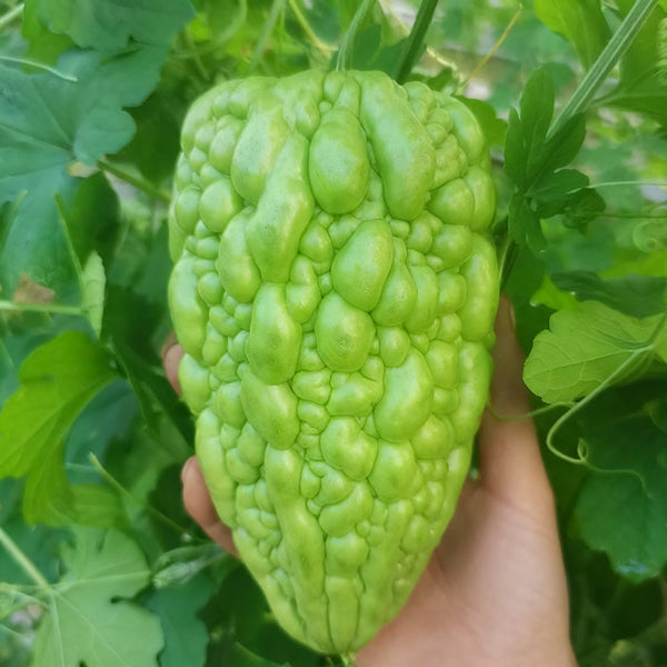 'Kainong Chunbao' Bitter Gourd Seeds, 50 Seeds