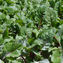 Red-stemmed Spinach Seeds, 10g