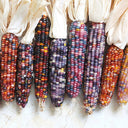 Glass Gem Corn, 50 Seeds