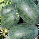 Black Beauty Watermelon, 20 Seeds
