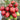 Spring Peach Heart Tomato, 10 Seeds