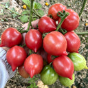 Spring Peach Heart Tomato, 10 Seeds