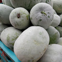 Beijing Chuanling No. 8 Wax Gourd Seeds, 10g