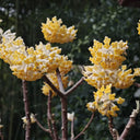 Oriental Paperbush, 100 Seeds