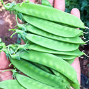 Sweet & Crispy Snow Pea Seeds, 10g Per Bag