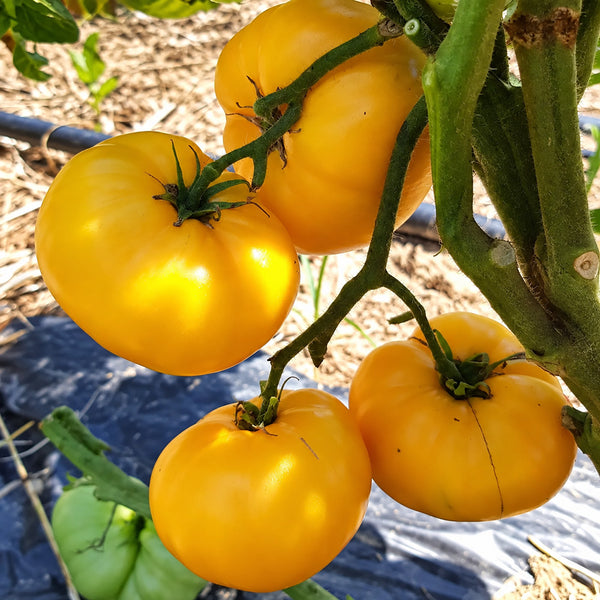 548 Sean's Yellow Dwarf Tomato, 5 Seeds