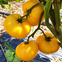 548 Sean's Yellow Dwarf Tomato, 5 Seeds