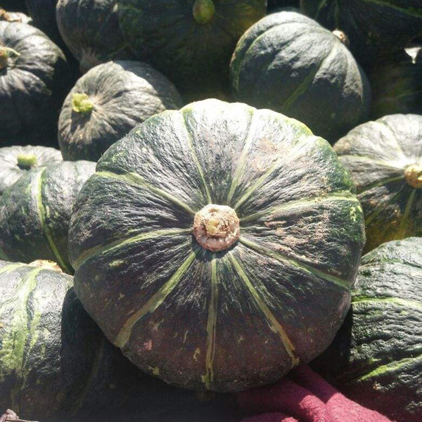 'Yi Nong Jin Li' Pumpkin Seeds, 10g