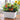 5 Siberian Mini Greenhouse Tomato, 5 Seeds