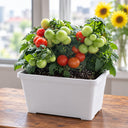 5 Siberian Mini Greenhouse Tomato, 5 Seeds