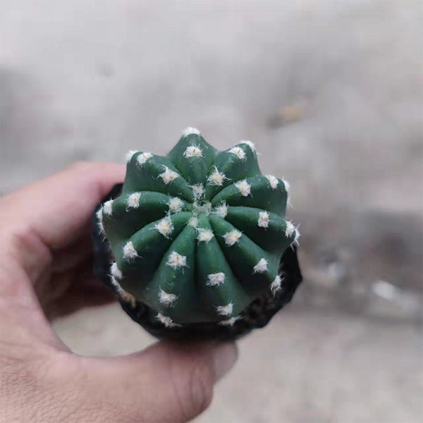 Echinopsis eyriesii Live Cactus, 3-4cm
