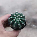 Echinopsis eyriesii Live Cactus, 3-4cm
