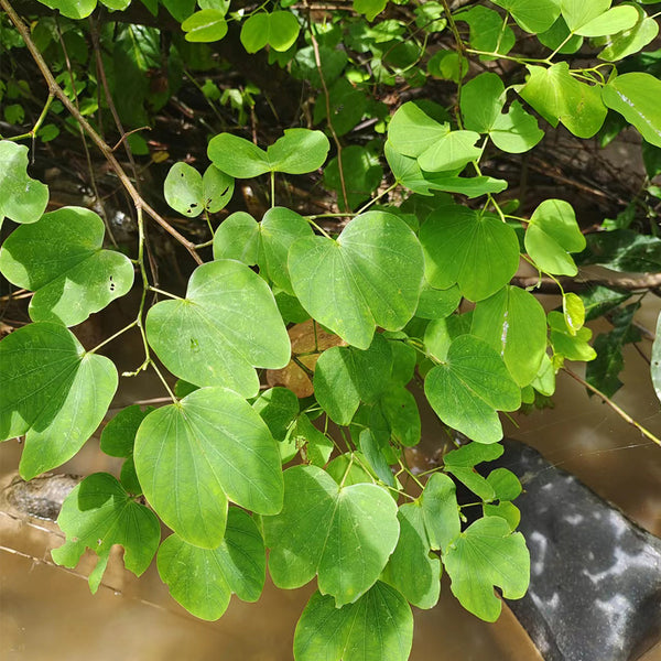 Bauhinia purpurea, 25 Seeds