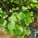 Bauhinia purpurea, 25 Seeds
