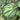 Meijia 84-24 Hybrid Watermelon, 30 Seeds