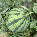 Meijia 84-24 Hybrid Watermelon, 30 Seeds