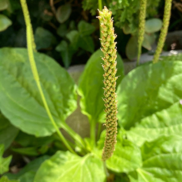 Common Plantain Seeds, 1 gram ≈ 1500 Seeds