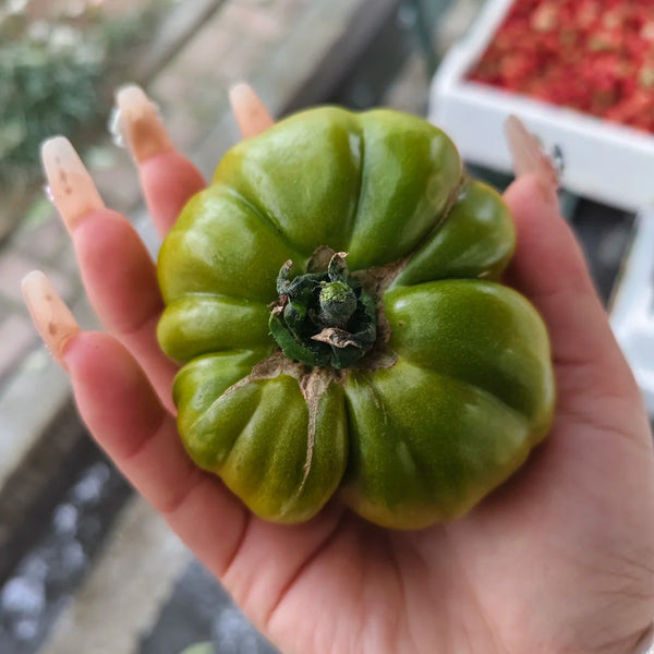 Green Steak Tomato, 100 Seeds