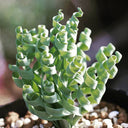 Broad-leaved Albuca Seeds, 100 Seeds