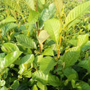Alnus delavayi, 500 Seeds