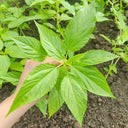 Corchorus olitorius Seeds, 20g