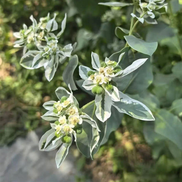 Snow-on-the-Mountain, 100 Seeds