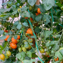 Orange Fountain Tomato Seeds, 5 Seeds