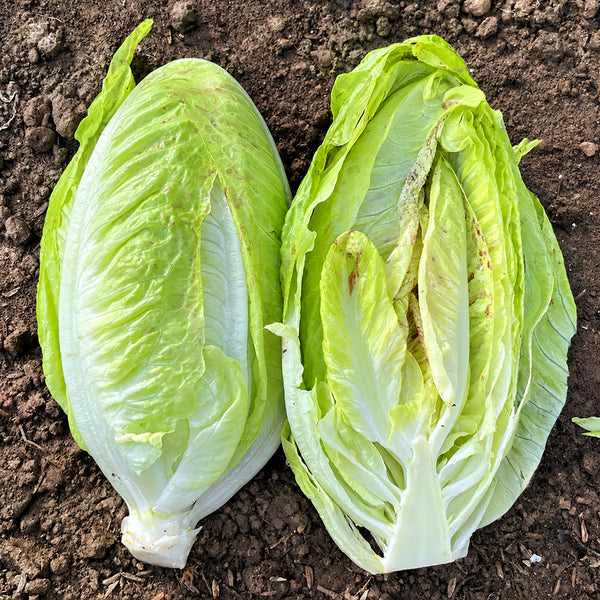 W1358 Crisp Sweet Oxheart Lettuce, 3 Grams ≈ 1000 Seeds