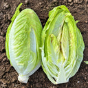 W1358 Crisp Sweet Oxheart Lettuce, 3 Grams ≈ 1000 Seeds