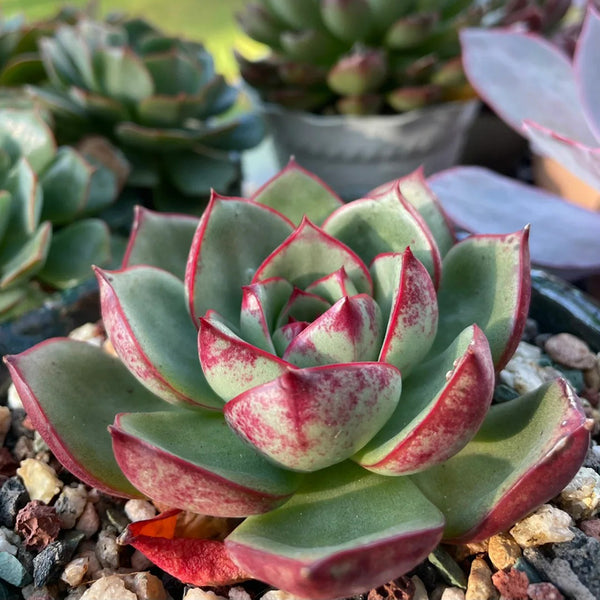 Echeveria cv. 'Bullfighter', 3pcs x 1-head
