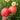 1163 Dwarf Rebel Starfighter Grandpa's Heart Tomato, 5 Seeds