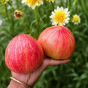 1163 Dwarf Rebel Starfighter Grandpa's Heart Tomato, 5 Seeds
