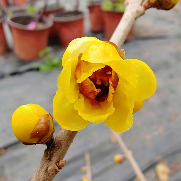 Guifei Sandalwood Wintersweet, 20 Seeds