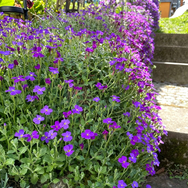 Purple Rock Cress, 100 Seeds