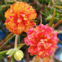 Hezhichun Mixed Double Portulaca Seeds, 1g