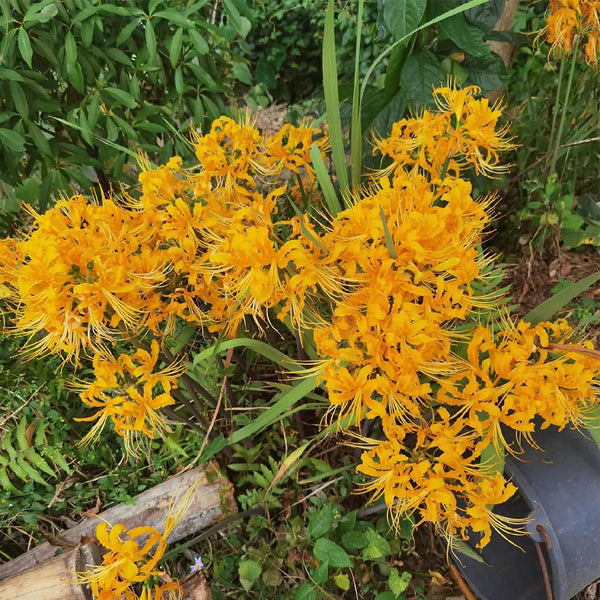 Yellow Spider Lily, 3 Bulbs