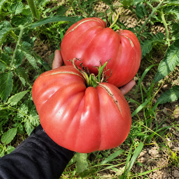 83 Monkey Ass Tomato, 5 Seeds