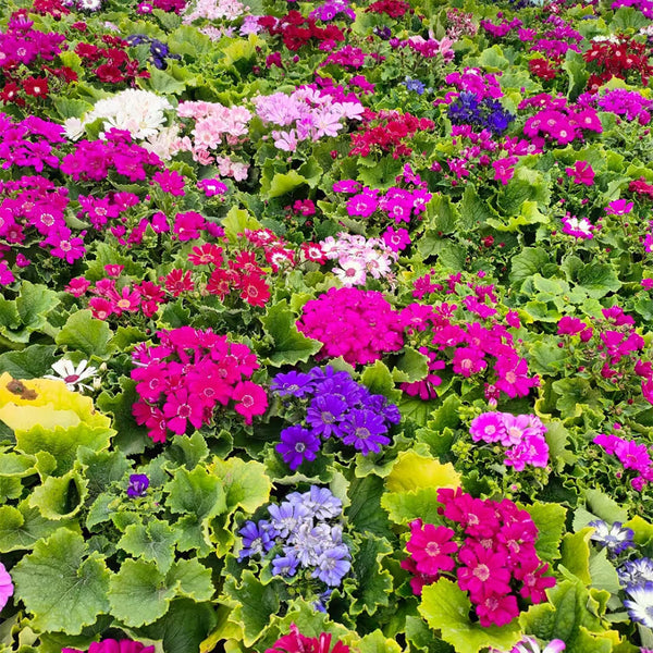 Mixed Colors Large-flowered Cineraria