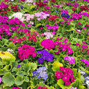Mixed Colors Large-flowered Cineraria