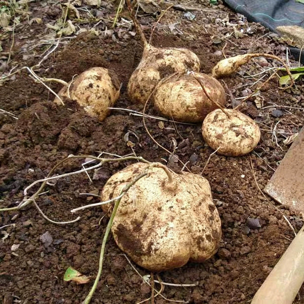 Mumashan Jicama, 10g