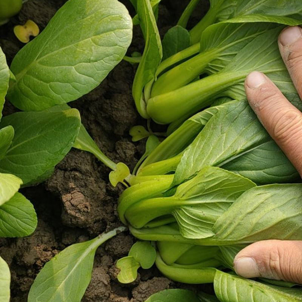 Qingjiang Sweet Pak Choi Seeds, 20g