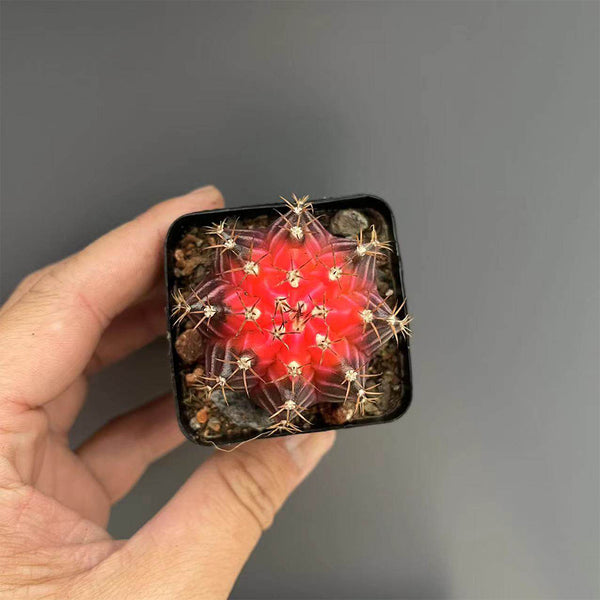 Gymnocalycium mihanovichii 'Red Variegata', 3-4cm